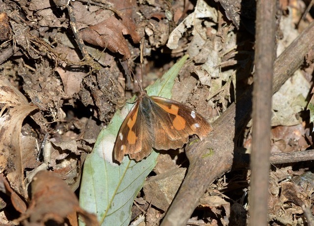 1.200325北原テングチョウ4216smS.jpg