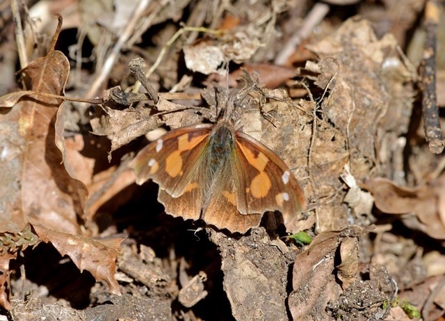 2.200325北原テングチョウ4221smS.jpg
