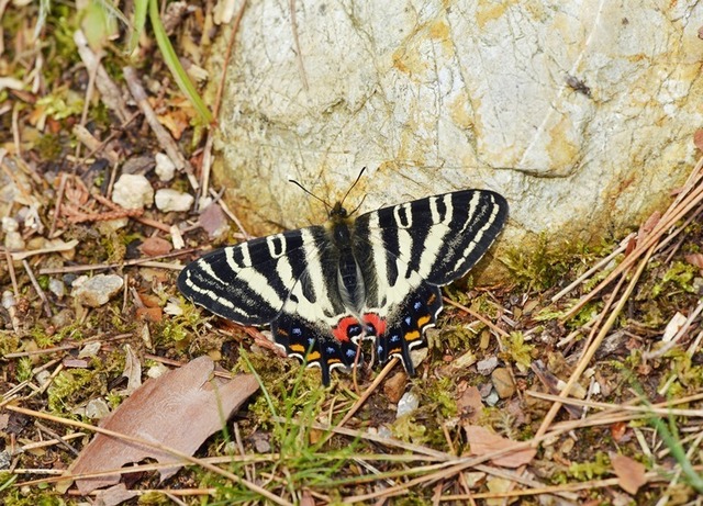 2.200403綾部ギフチョウ4231smS.jpg