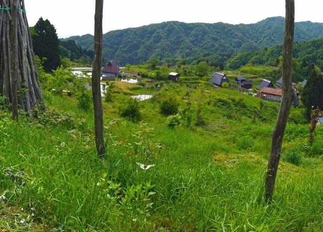 2.200518上世屋Bウスバアゲハ4580smS.jpg