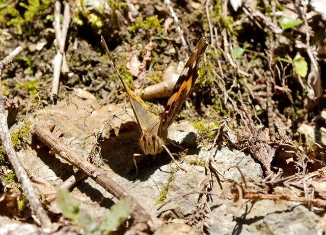 3.200325北原テングチョウ4224smS.jpg