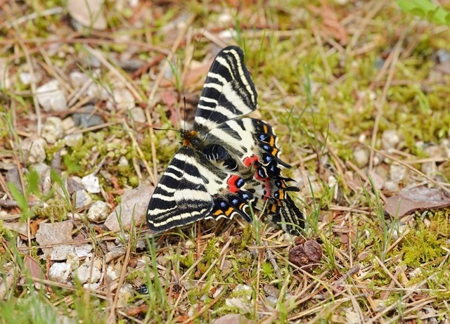 3.200403綾部ギフチョウ4234smS.jpg