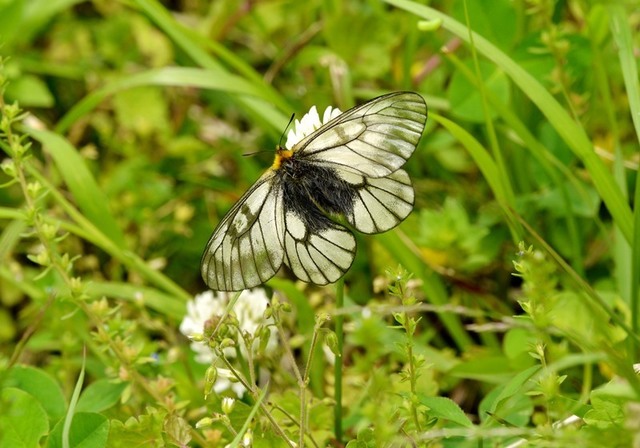 3.200522味土野ウスバアゲハ4653smS.jpg