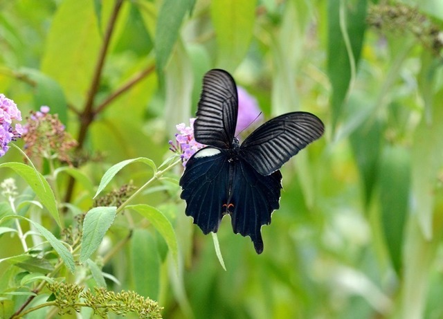 4.190916滝馬クロアゲハ♂3385mM.JPG