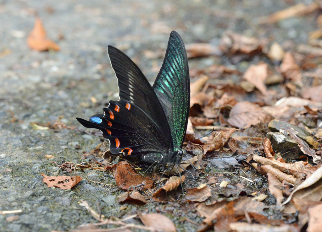 ミヤマカラスアゲハ標本1ペア 蝶標本 - 標本