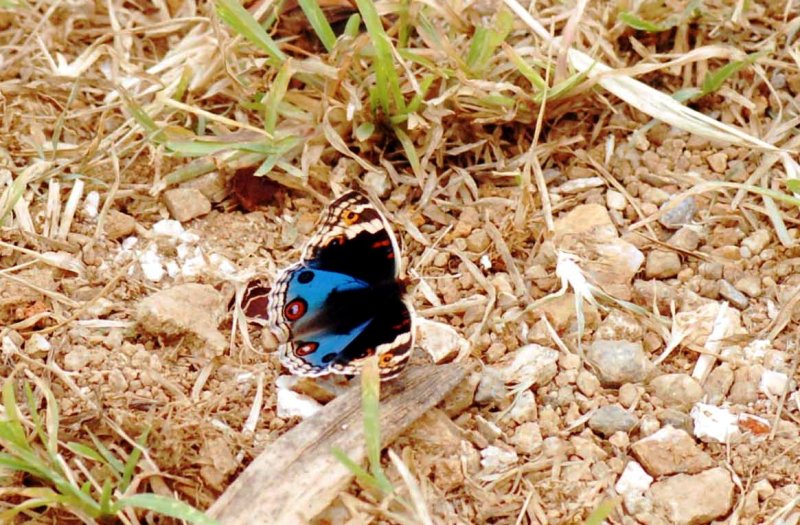 アオタテハモドキ、タテハモドキ・明るい空間がお好き（石垣島―６